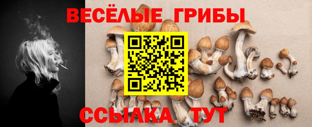 Галлюциногенные грибы Psilocybe Нарткала